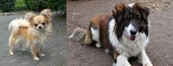Long Haired Chihuahua vs Aidi - Breed Comparison
