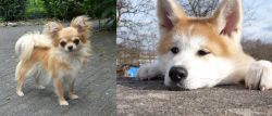 Long Haired Chihuahua vs Akita - Breed Comparison