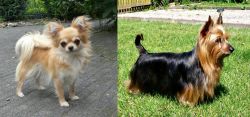 Long Haired Chihuahua vs Australian Silky Terrier - Breed Comparison