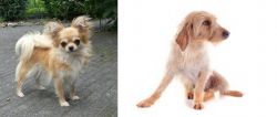 Long Haired Chihuahua vs Basset Fauve de Bretagne - Breed Comparison