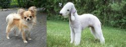 Long Haired Chihuahua vs Bedlington Terrier - Breed Comparison