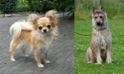 Long Haired Chihuahua vs Belgian Shepherd Dog (Laekenois) - Breed Comparison