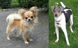 Long Haired Chihuahua vs Brazilian Terrier - Breed Comparison