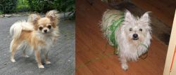 Long Haired Chihuahua vs Cairland Terrier - Breed Comparison