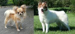 Long Haired Chihuahua vs Canadian Eskimo Dog - Breed Comparison