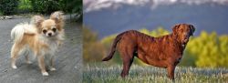 Long Haired Chihuahua vs Chesapeake Bay Retriever - Breed Comparison
