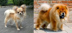 Long Haired Chihuahua vs Chow Chow - Breed Comparison