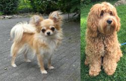 Long Haired Chihuahua vs Cockapoo - Breed Comparison