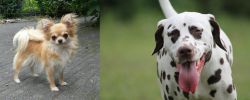 Long Haired Chihuahua vs Dalmatian - Breed Comparison