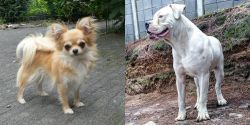 Long Haired Chihuahua vs Dogo Guatemalteco - Breed Comparison