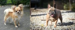 Long Haired Chihuahua vs French Bulldog - Breed Comparison