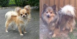 Long Haired Chihuahua vs German Spitz (Mittel) - Breed Comparison