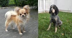 Long Haired Chihuahua vs Grand Bleu de Gascogne - Breed Comparison