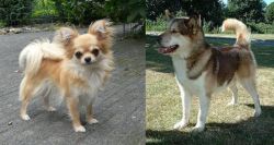 Long Haired Chihuahua vs Greenland Dog - Breed Comparison