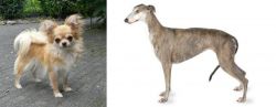 Long Haired Chihuahua vs Greyhound - Breed Comparison