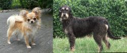 Long Haired Chihuahua vs Griffon Nivernais - Breed Comparison