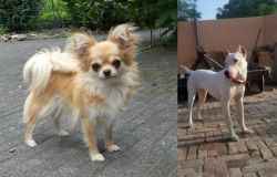 Long Haired Chihuahua vs Indian Bull Terrier - Breed Comparison