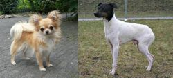 Long Haired Chihuahua vs Japanese Terrier - Breed Comparison