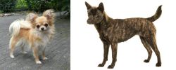 Long Haired Chihuahua vs Kai Ken - Breed Comparison