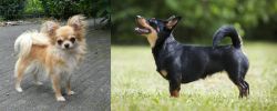 Long Haired Chihuahua vs Lancashire Heeler - Breed Comparison