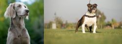Longhaired Weimaraner vs Bantam Bulldog - Breed Comparison