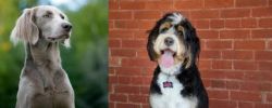 Longhaired Weimaraner vs Bernedoodle - Breed Comparison