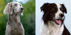 Longhaired Weimaraner vs Border Collie - Breed Comparison