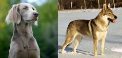 Longhaired Weimaraner vs Czechoslovakian Wolfdog - Breed Comparison