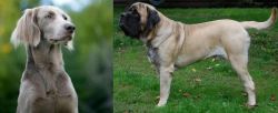 Longhaired Weimaraner vs English Mastiff - Breed Comparison