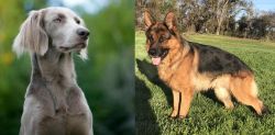 Longhaired Weimaraner vs German Shepherd - Breed Comparison
