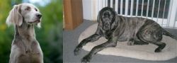 Longhaired Weimaraner vs Giant Maso Mastiff - Breed Comparison