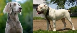 Longhaired Weimaraner vs Hermes Bulldogge - Breed Comparison