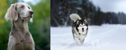 Longhaired Weimaraner vs Siberian Husky - Breed Comparison