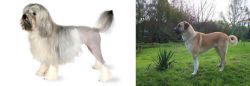 Lowchen vs Anatolian Shepherd - Breed Comparison