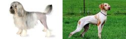 Lowchen vs Ariege Pointer - Breed Comparison