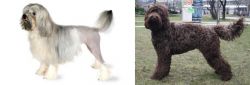 Lowchen vs Barbet - Breed Comparison