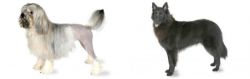 Lowchen vs Belgian Shepherd - Breed Comparison