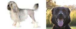 Lowchen vs Borador - Breed Comparison