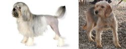 Lowchen vs Bosnian Coarse-Haired Hound - Breed Comparison