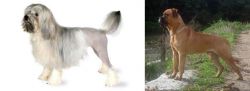 Lowchen vs Bullmastiff - Breed Comparison