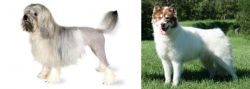 Lowchen vs Canadian Eskimo Dog - Breed Comparison