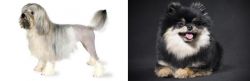 Lowchen vs German Spitz (Klein) - Breed Comparison