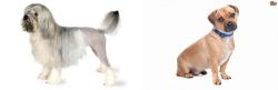 Lowchen vs Jug - Breed Comparison