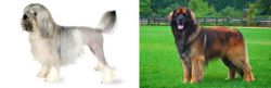 Lowchen vs Leonberger - Breed Comparison