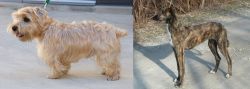Lucas Terrier vs American Staghound - Breed Comparison