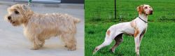 Lucas Terrier vs Ariege Pointer - Breed Comparison