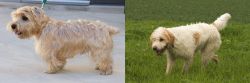 Lucas Terrier vs Briquet Griffon Vendeen - Breed Comparison