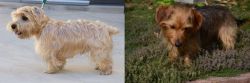 Lucas Terrier vs Dorkie - Breed Comparison
