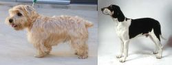 Lucas Terrier vs Francais Blanc et Noir - Breed Comparison