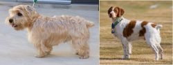 Lucas Terrier vs French Brittany - Breed Comparison